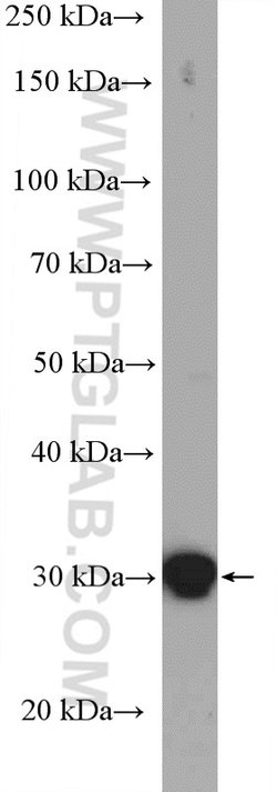 14-3-3 epsilon Rabbit anti-Human, Mouse, Rat, Polyclonal, Proteintech:Antibodies:Primary
