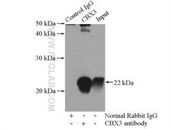 CBX3 Rabbit anti-Human, Mouse, Rat, Polyclonal, Proteintech 150 &mu;L | Buy Online | Proteintech Group Inc | Fisher Scientific