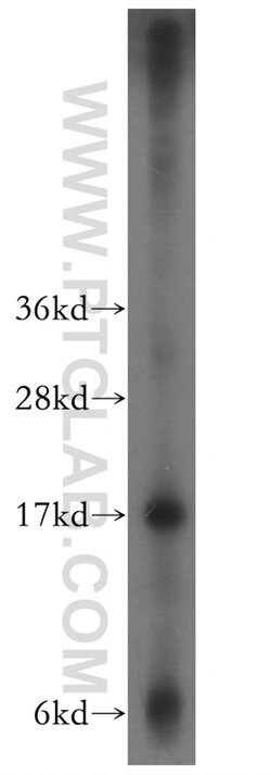 CPI17 Rabbit anti-Human, Polyclonal, Proteintech 150 &mu;L; Unconjugated:Antibodies,