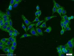 MALT1 Rabbit anti-Human, Mouse, Rat, Polyclonal, Proteintech 150 &mu;L;