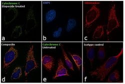 Invitrogen Cytochrome C Monoclonal Antibody (6H2), FITC, eBioscience 100