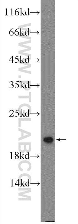 ARF4 Rabbit anti-Human, Mouse, Rat, Polyclonal, Proteintech:Antibodies:Primary