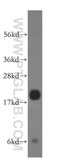 ARF4 Rabbit anti-Human, Mouse, Rat, Polyclonal, Proteintech:Antibodies:Primary
