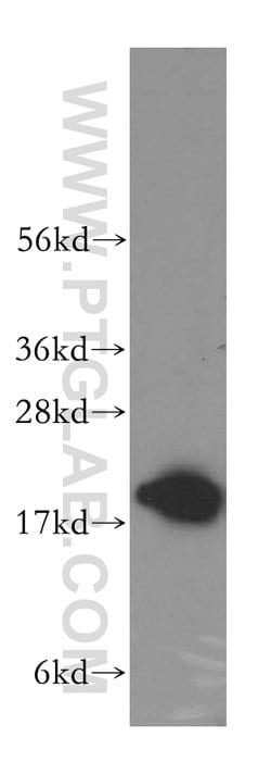 ARF4 Rabbit anti-Human, Mouse, Rat, Polyclonal, Proteintech:Antibodies:Primary