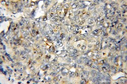 DYNLT3 Rabbit anti-Human, Mouse, Rat, Polyclonal, Proteintech:Antibodies:Primary