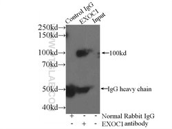 EXOC1 Rabbit anti-Human, Mouse, Rat, Polyclonal, Proteintech 150 &mu;L;