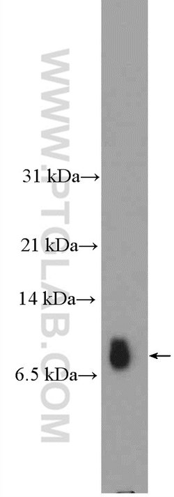 GNG2 Rabbit anti-Human, Mouse, Polyclonal, Proteintech 150 μL; Unconjugated:Antibodies,