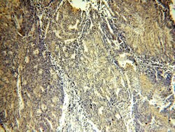 IPO13 Rabbit anti-Human, Mouse, Rat, Polyclonal, Proteintech 150 &mu;L;