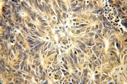 IPO13 Rabbit anti-Human, Mouse, Rat, Polyclonal, Proteintech 150 &mu;L;