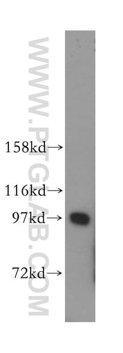 IPO13 Rabbit anti-Human, Mouse, Rat, Polyclonal, Proteintech 150 &mu;L;