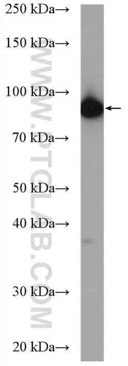 IPO13 Rabbit anti-Human, Mouse, Rat, Polyclonal, Proteintech 150 &mu;L;