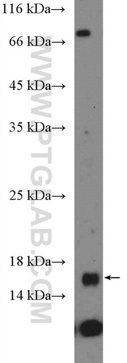 FKBP2 Rabbit anti-Human, Mouse, Rat, Polyclonal, Proteintech:Antibodies:Primary