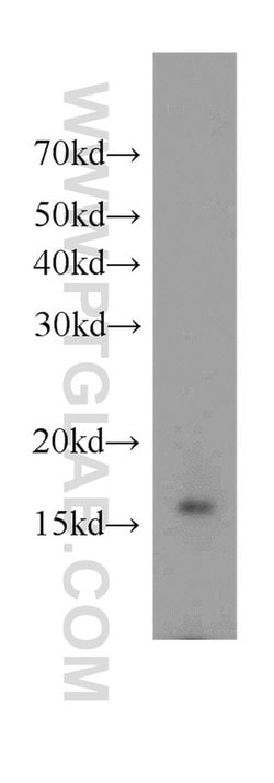 FKBP2 Rabbit anti-Human, Mouse, Rat, Polyclonal, Proteintech:Antibodies:Primary
