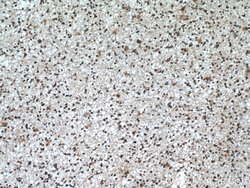 CDK9 Rabbit anti-Human, Mouse, Rat, Polyclonal, Proteintech 150 &mu;L;
