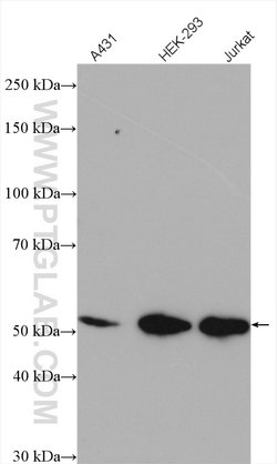 CDK9 Rabbit anti-Human, Mouse, Rat, Polyclonal, Proteintech 150 &mu;L;