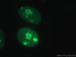 GAR1 Rabbit anti-Human, Mouse, Rat, Polyclonal, Proteintech:Antibodies:Primary