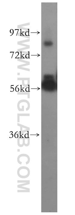 PPP5C Rabbit anti-Human, Mouse, Rat, Polyclonal, Proteintech 150 &mu;L;