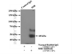 SSB Rabbit anti-Human, Mouse, Rat, Polyclonal, Proteintech:Antibodies:Primary