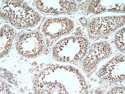 DDX39A Rabbit anti-Human, Mouse, Rat, Polyclonal, Proteintech:Antibodies:Primary