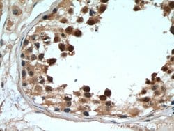 DDX39A Rabbit anti-Human, Mouse, Rat, Polyclonal, Proteintech:Antibodies:Primary