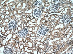 DDX39A Rabbit anti-Human, Mouse, Rat, Polyclonal, Proteintech:Antibodies:Primary