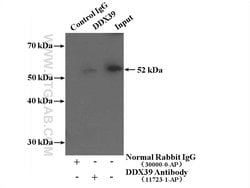 DDX39A Rabbit anti-Human, Mouse, Rat, Polyclonal, Proteintech:Antibodies:Primary