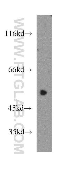 DDX39A Rabbit anti-Human, Mouse, Rat, Polyclonal, Proteintech:Antibodies:Primary