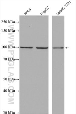 TPX2 Rabbit anti-Human, Mouse, Rat, Polyclonal, Proteintech 150 &mu;L;