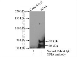 NFIA Rabbit anti-Human, Mouse, Rat, Polyclonal, Proteintech 150 &mu;L;