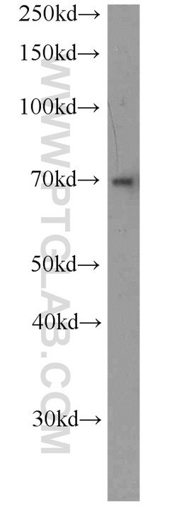 NFIA Rabbit anti-Human, Mouse, Rat, Polyclonal, Proteintech 150 &mu;L;