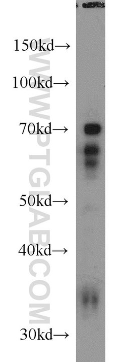 NFIA Rabbit anti-Human, Mouse, Rat, Polyclonal, Proteintech 150 &mu;L;
