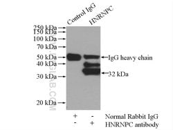 HNRNPC Rabbit anti-Human, Mouse, Rat, Polyclonal, Proteintech 150 &mu;L;