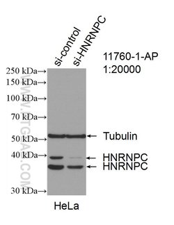 HNRNPC Rabbit anti-Human, Mouse, Rat, Polyclonal, Proteintech 150 &mu;L;