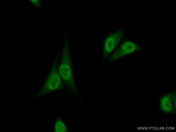 NFIL3 Rabbit anti-Human, Mouse, Rat, Polyclonal, Proteintech:Antibodies:Primary