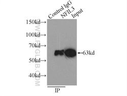 NFIL3 Rabbit anti-Human, Mouse, Rat, Polyclonal, Proteintech:Antibodies:Primary
