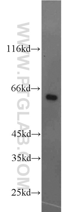 NFIL3 Rabbit anti-Human, Mouse, Rat, Polyclonal, Proteintech:Antibodies:Primary
