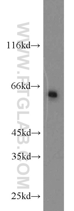 NFIL3 Rabbit anti-Human, Mouse, Rat, Polyclonal, Proteintech:Antibodies:Primary