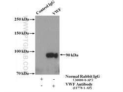 VWF/VWFpp Rabbit anti-Human, Mouse, Rat, Polyclonal, Proteintech 20 &mu;L; Unconjugated 