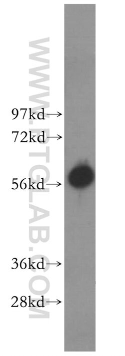PRIM2 Rabbit anti-Human, Mouse, Rat, Polyclonal, Proteintech 150 &mu;L;