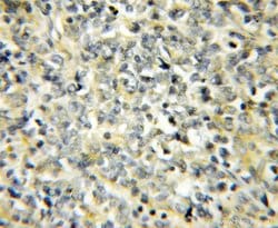 NIPSNAP3B Rabbit anti-Human, Polyclonal, Proteintech 150 &mu;L; Unconjugated:Antibodies,