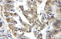 BUD31 Rabbit anti-Human, Mouse, Rat, Polyclonal, Proteintech:Antibodies:Primary