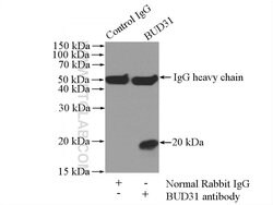 BUD31 Rabbit anti-Human, Mouse, Rat, Polyclonal, Proteintech:Antibodies:Primary