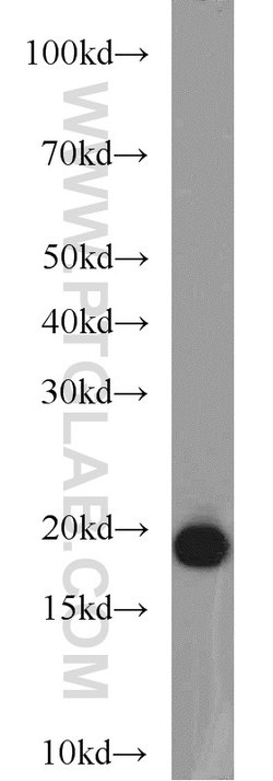 BUD31 Rabbit anti-Human, Mouse, Rat, Polyclonal, Proteintech:Antibodies:Primary