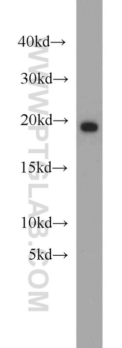 BUD31 Rabbit anti-Human, Mouse, Rat, Polyclonal, Proteintech:Antibodies:Primary
