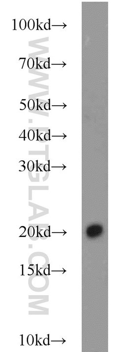 BUD31 Rabbit anti-Human, Mouse, Rat, Polyclonal, Proteintech:Antibodies:Primary
