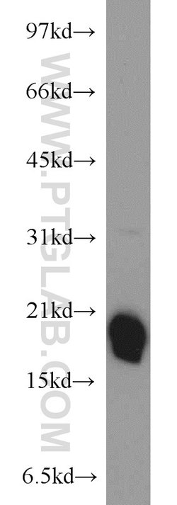 BUD31 Rabbit anti-Human, Mouse, Rat, Polyclonal, Proteintech:Antibodies:Primary
