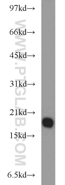 BUD31 Rabbit anti-Human, Mouse, Rat, Polyclonal, Proteintech:Antibodies:Primary