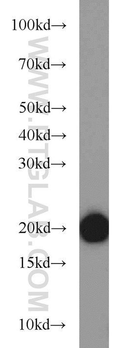BUD31 Rabbit anti-Human, Mouse, Rat, Polyclonal, Proteintech:Antibodies:Primary