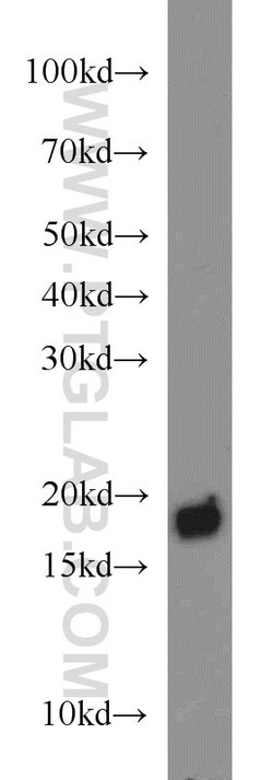 BUD31 Rabbit anti-Human, Mouse, Rat, Polyclonal, Proteintech:Antibodies:Primary