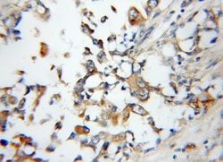 Arylsulfatase D Rabbit anti-Human, Polyclonal, Proteintech 150 &mu;L; Unconjugated:Antibodies,
